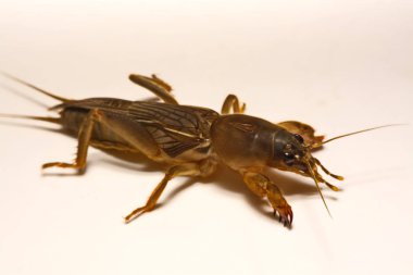 Köstebek beyaz arka plan üzerinde izole kriket (Gryllotalpidae)