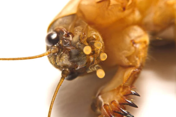 Mullvad cricket (Gryllotalpidae) isolerad på vit bakgrund — Stockfoto