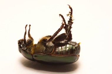 Görünümünü yakın böcekleri superorder Endopterygota sırada Coleoptera, formu böcekler bir grup vardır.