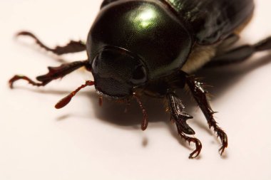 Görünümünü yakın böcekleri superorder Endopterygota sırada Coleoptera, formu böcekler bir grup vardır.
