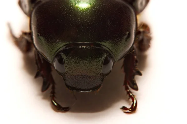 Närbild av vy av skalbaggar är en grupp av insekter som utgör ordningen Coleoptera, i Överordningen Endopterygota. — Stockfoto