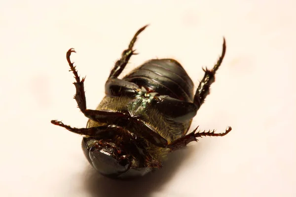 Vista de perto dos besouros é um grupo de insetos que formam a ordem Coleoptera, na superordem Endopterygota . — Fotografia de Stock