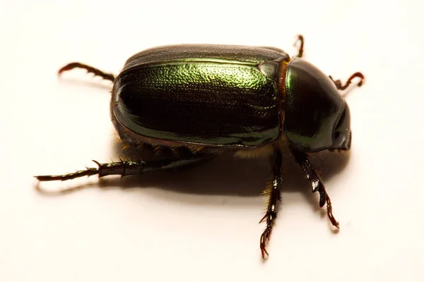 Vue rapprochée des scarabées sont un groupe d'insectes qui forment l'ordre des coléoptères, dans le superordre Endopterygota . — Photo