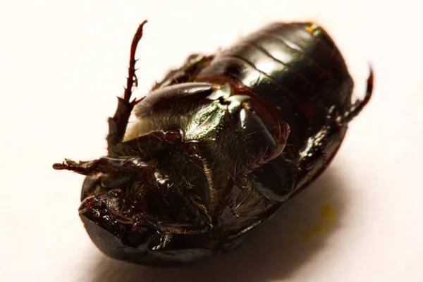 Крупним планом вид жуки — Група комах, які формують жуків, в superorder Голометабола. — стокове фото