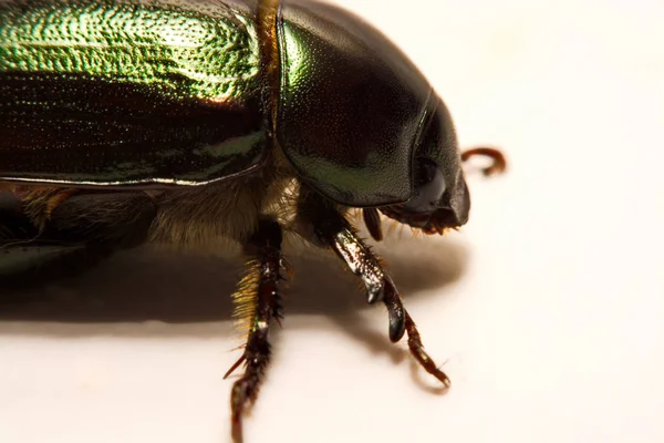 Vista de perto dos besouros é um grupo de insetos que formam a ordem Coleoptera, na superordem Endopterygota . — Fotografia de Stock