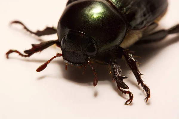 Vista de perto dos besouros é um grupo de insetos que formam a ordem Coleoptera, na superordem Endopterygota . — Fotografia de Stock