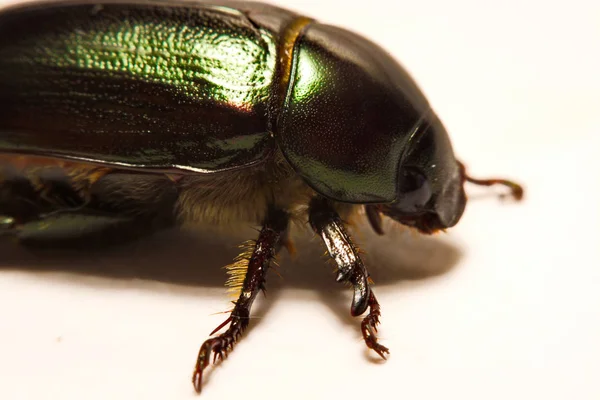 Närbild av vy av skalbaggar är en grupp av insekter som utgör ordningen Coleoptera, i Överordningen Endopterygota. — Stockfoto