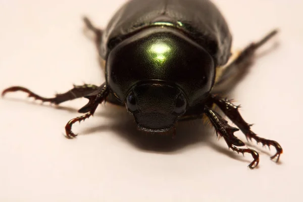 Vue rapprochée des scarabées sont un groupe d'insectes qui forment l'ordre des coléoptères, dans le superordre Endopterygota . — Photo