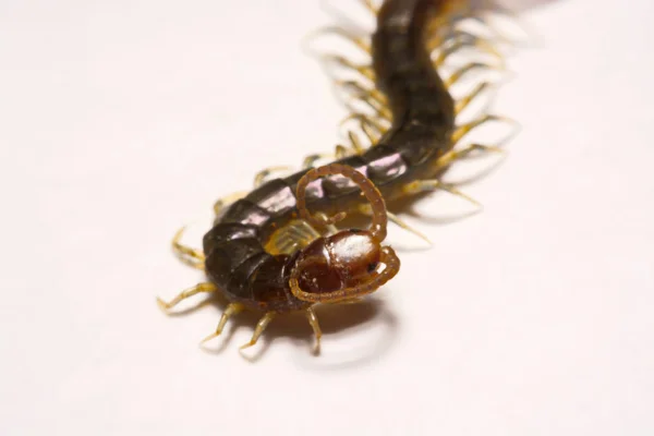 흰색 배경 사진 centipedes의 닫기 업/매크로 초점 — 스톡 사진