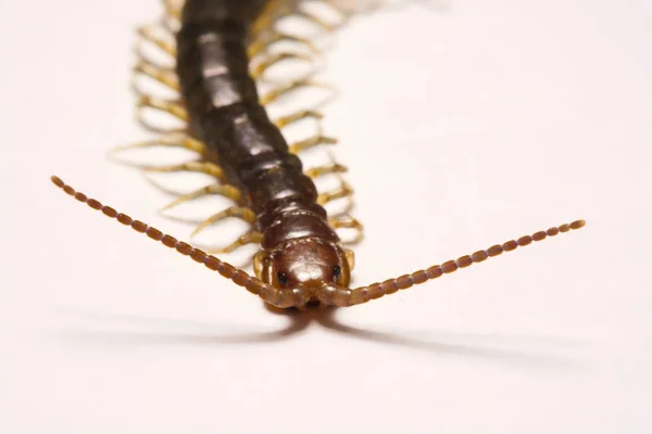 Close-up/Macro Focus of the  photo centipedes on white background — Stock Photo, Image