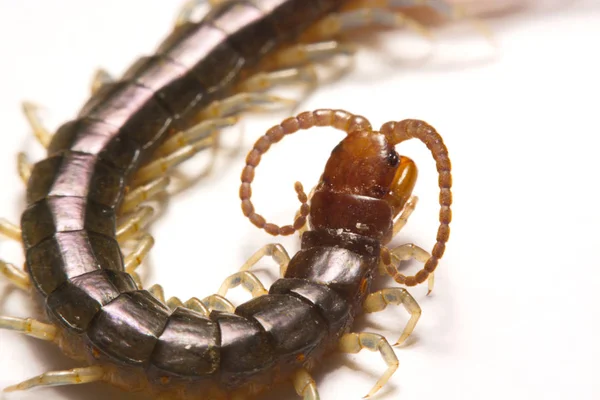 Close-up/Macro Focus of the  photo centipedes on white background — Stock Photo, Image