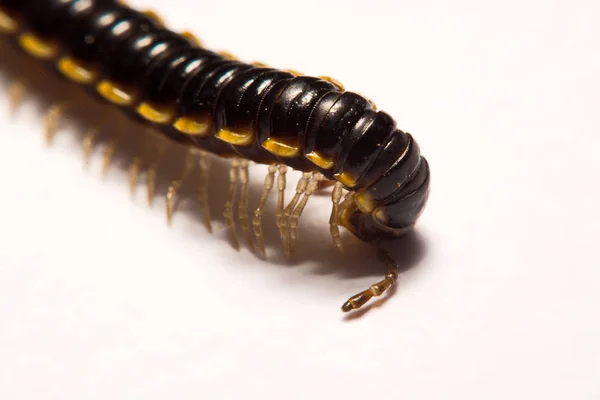 Close-up/Macro Focus of the  photo centipedes on white background — Stock Photo, Image