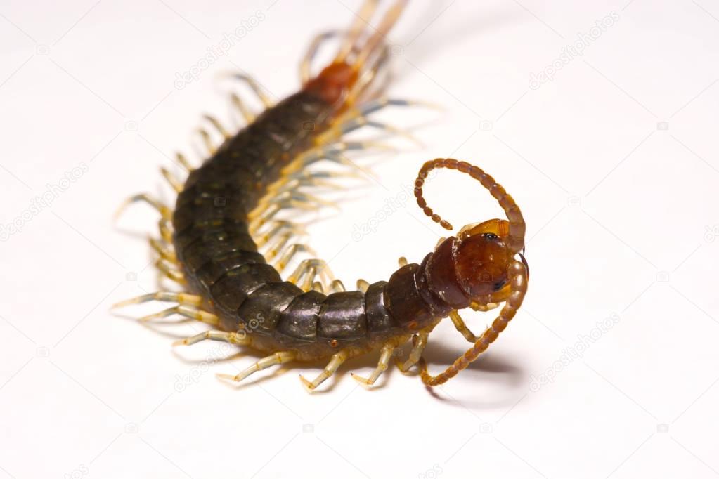 Close-up/Macro Focus of the  photo centipedes on white background