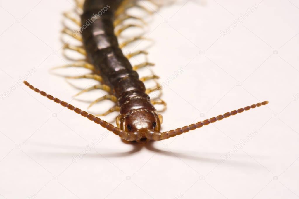 Close-up/Macro Focus of the  photo centipedes on white background