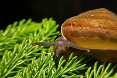 bir salyangoz gezinme yakın çekim gösterir