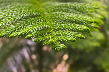 Yeşil doğa arka plandan izole yaprakları.