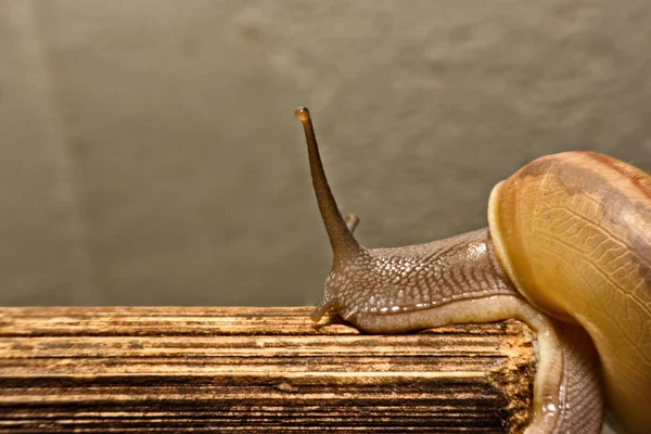 Ziet u een slak kruipende close-up — Stockfoto