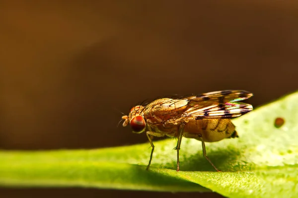 Крупный план (Drosophila melanogaster) в природе — стоковое фото