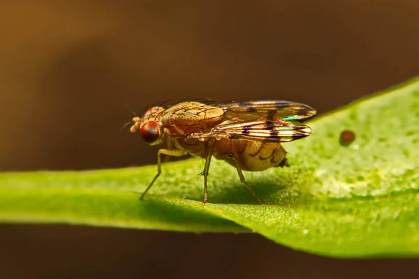 Sinek (Drosophila melanogaster) doğada kapatın