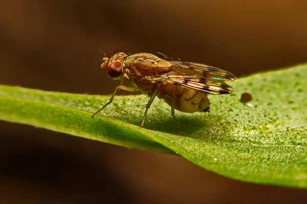 Nahaufnahme-Fliege (drosophila melanogaster) in der Natur — Stockfoto