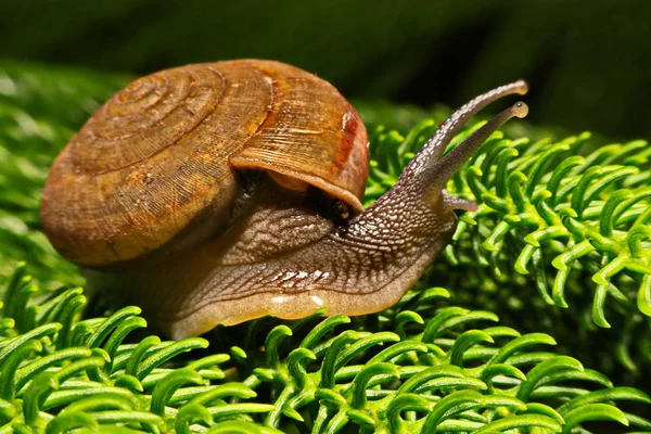 Ziet u een slak kruipende close-up — Stockfoto