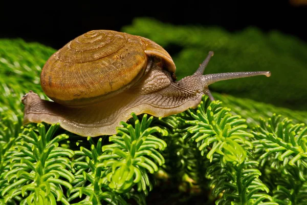 Ziet u een slak kruipende close-up — Stockfoto