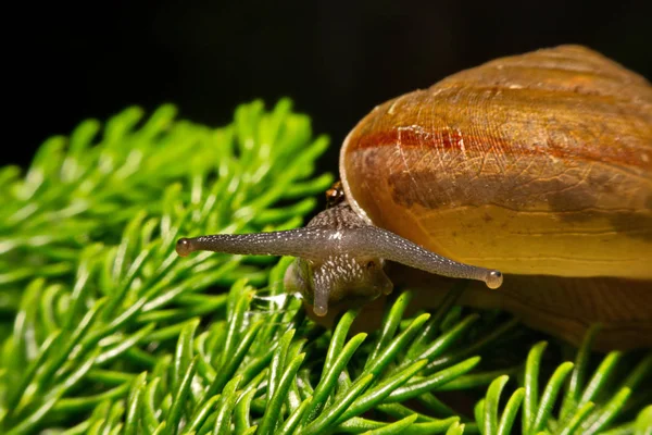 bir salyangoz gezinme yakın çekim gösterir