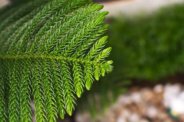 Hojas verdes aisladas del fondo de la naturaleza . — Foto de Stock