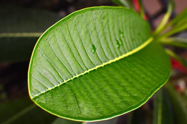 Grüne Blätter isoliert vom Hintergrund der Natur. — Stockfoto