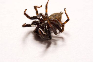 Beyaz arka plan üzerinde umping örümcek