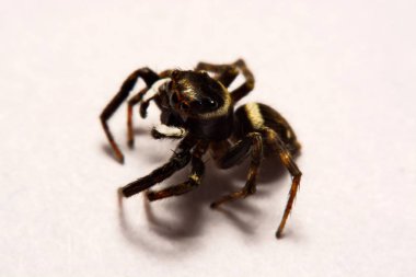 Beyaz arka plan üzerinde umping örümcek