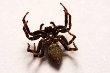 Beyaz arka plan üzerinde umping örümcek