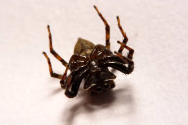 Beyaz arka plan üzerinde umping örümcek