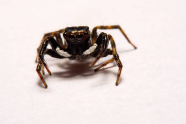 Beyaz arka plan üzerinde umping örümcek