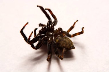 Beyaz arka plan üzerinde umping örümcek