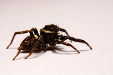 Beyaz arka plan üzerinde umping örümcek