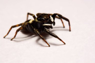 Beyaz arka plan üzerinde umping örümcek