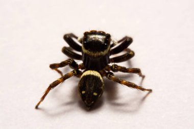 Beyaz arka plan üzerinde umping örümcek