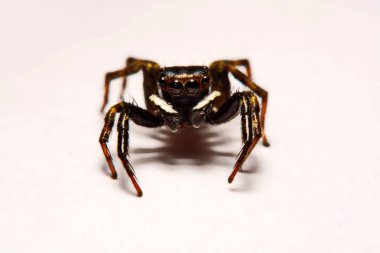 Beyaz arka plan üzerinde umping örümcek
