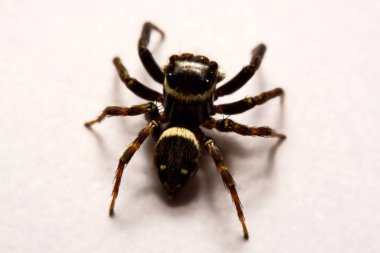 Beyaz arka plan üzerinde umping örümcek