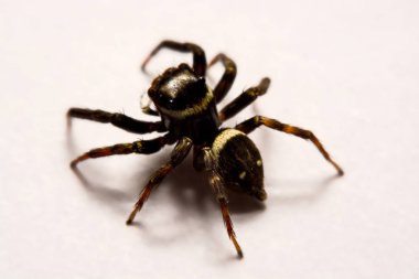 Beyaz arka plan üzerinde umping örümcek