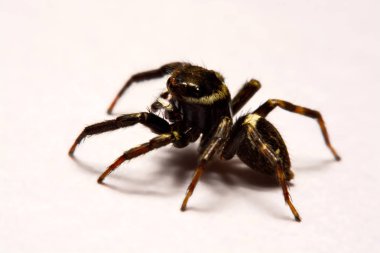 Beyaz arka plan üzerinde umping örümcek