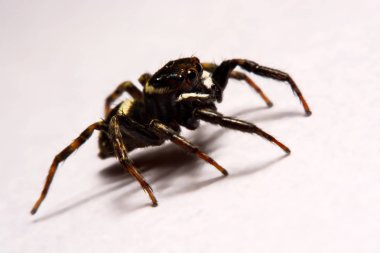 Beyaz arka plan üzerinde umping örümcek