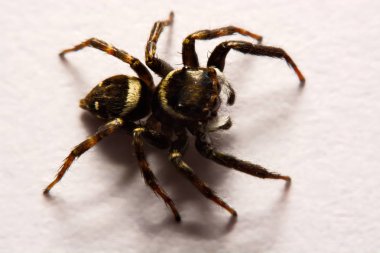 Beyaz arka plan üzerinde umping örümcek