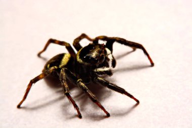 Beyaz arka plan üzerinde umping örümcek