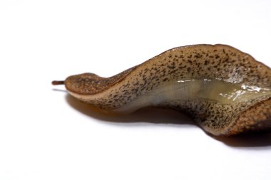Beyaz arka plan üzerinde izole slug (arazi slug).