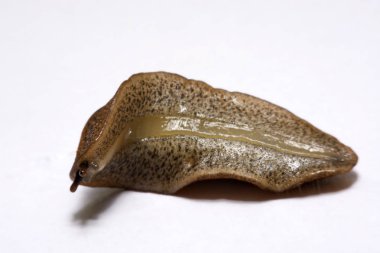 Beyaz arka plan üzerinde izole slug (arazi slug).