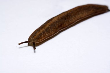 Beyaz arka plan üzerinde izole slug (arazi slug).