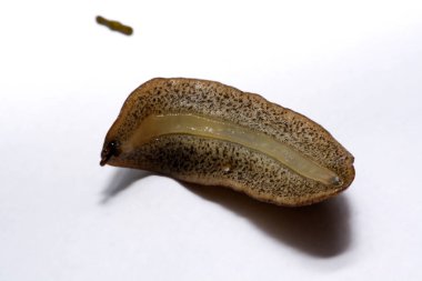 Beyaz arka plan üzerinde izole slug (arazi slug).