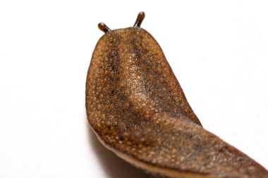 Beyaz arka plan üzerinde izole slug (arazi slug).